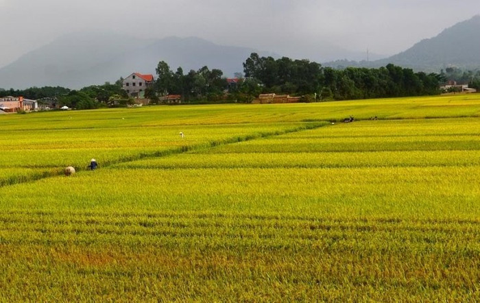 Những cánh đồng được trải kín bởi một màu vàng rực rỡ... Những cánh đồng được trải kín bởi một màu vàng rực rỡ...