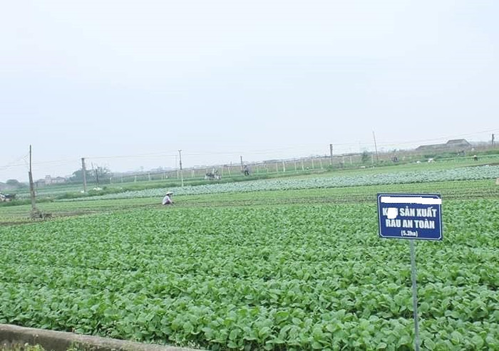 Khu sản xuất rau an toàn nhưng có nơi chỉ là chiêu bài che mắt của nhiều công ty (Ảnh: Vũ Ninh) Khu sản xuất rau an toàn nhưng có nơi chỉ là chiêu bài che mắt của nhiều công ty (Ảnh: Vũ Ninh)