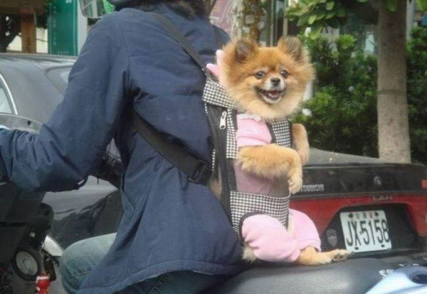 Phởn khi được đi chơi. Phởn khi được đi chơi.