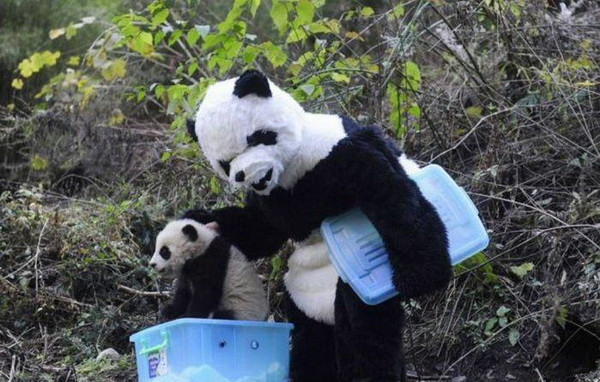 Gấu mẹ nhắc nhở gấu con. Gấu mẹ nhắc nhở gấu con.