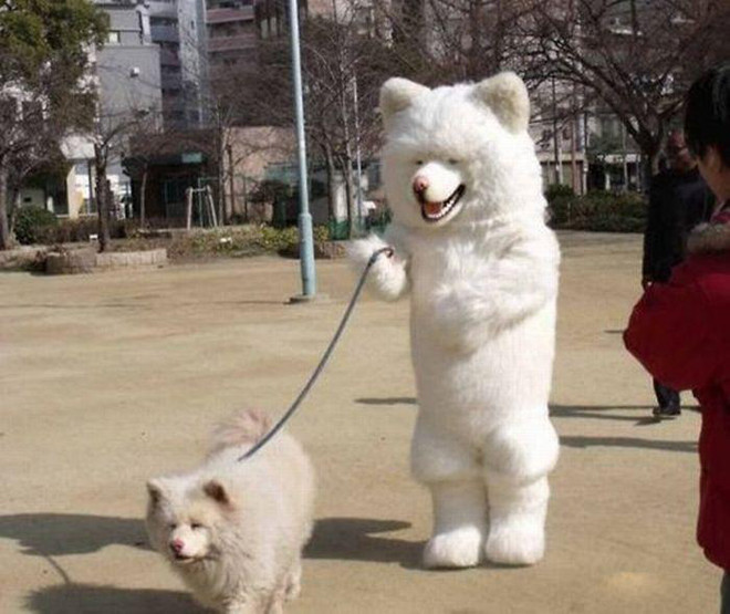 'Gấu' dắt chó! 'Gấu' dắt chó!