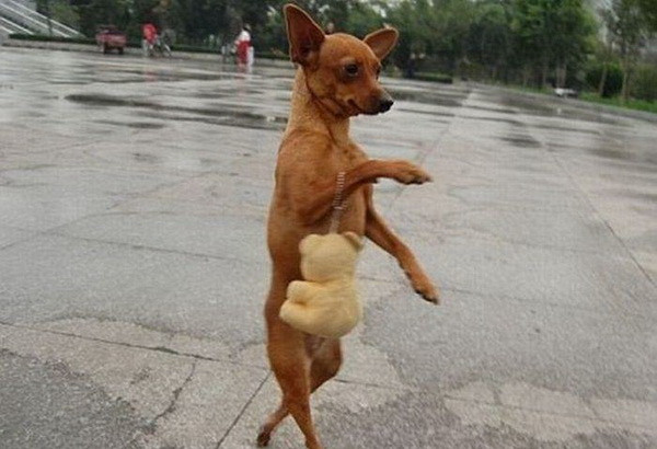 Chó sành điệu. Chó sành điệu.