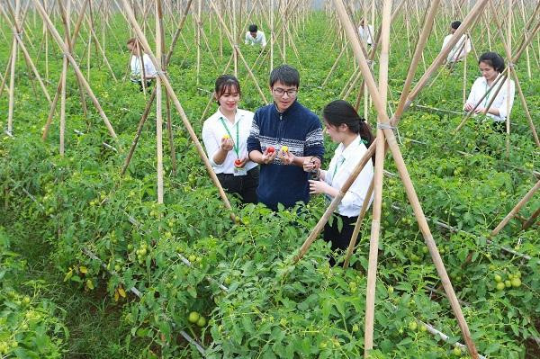 Mô hình nghiên cứu chọn giống cà chua tại Học viện Nông nghiệp Việt Nam. Mô hình nghiên cứu chọn giống cà chua tại Học viện Nông nghiệp Việt Nam.