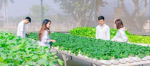 Sinh viên thực hành tại mô hình thủy canh của Học viện Nông nghiệp Việt Nam. Sinh viên thực hành tại mô hình thủy canh của Học viện Nông nghiệp Việt Nam.