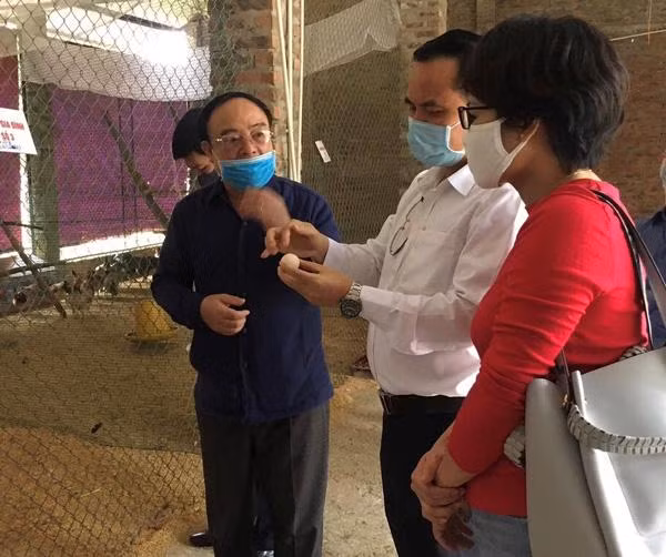 Học viện Nông nghiệp Việt Nam chọn tạo gà mía tiến vua bằng công nghệ tìm gen.