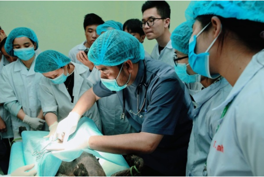 Phẫu thuật triệt sản thu tế bào trứng phục vụ nghiên cứu cấy phôi trên chó. Phẫu thuật triệt sản thu tế bào trứng phục vụ nghiên cứu cấy phôi trên chó.