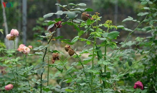 Thôn Hạ Lôi bị cách ly 28 ngày, hoa bị úa héo do không có người chăm sóc, thu hái (Ảnh: Vov.vn)