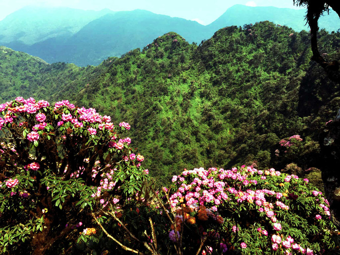Với phông nền hoa siêu chất này, mỗi mùa đỗ quyên nở, nơi đây luôn trở thành điểm check-in không thể bỏ lỡ của những tâm hồn yêu xê dịch.