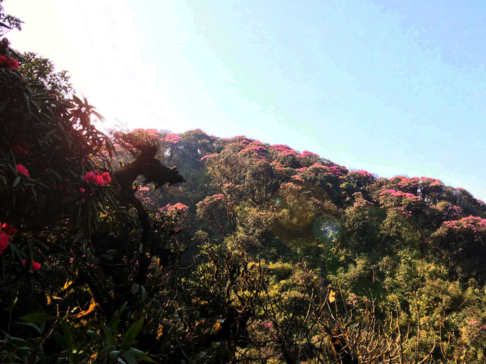 Những vạt rừng Hoàng Liên Sơn, từ độ cao hơn 2000m lên tới đỉnh như được dệt một tấm áo gấm thêu hoa tinh xảo, lộng lẫy, một vẻ đẹp có thể khiến những tín đồ du lịch chỉ muốn bất chấp tất cả để mà đến được đây ngay lúc này.