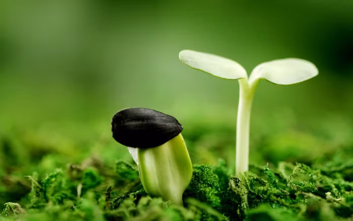 Giá trị sống hiện nay là gì? (Ảnh minh hoạ: thptdonghoi.edu.vn)