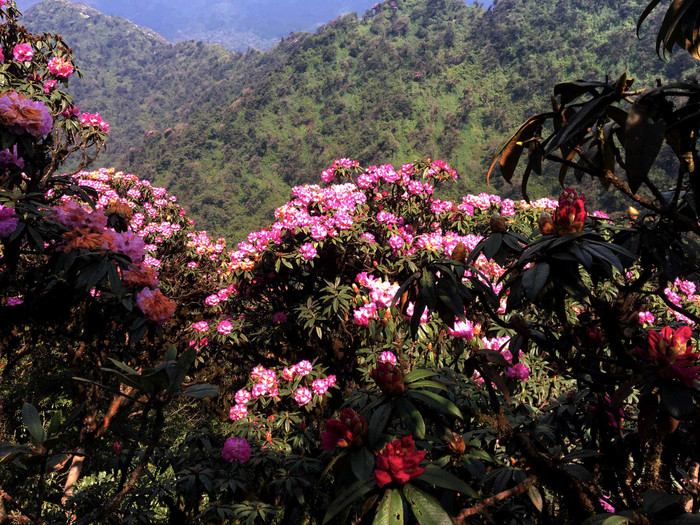Tháng 4 về, khi ánh nắng sưởi ấm núi rừng, xua tan mây lạnh thì cũng là lúc hoa đỗ quyên - nữ hoàng của các loài hoa Tây Bắc bắt đầu bừng tỉnh, khoe sắc sau thời gian dài ngủ đông.