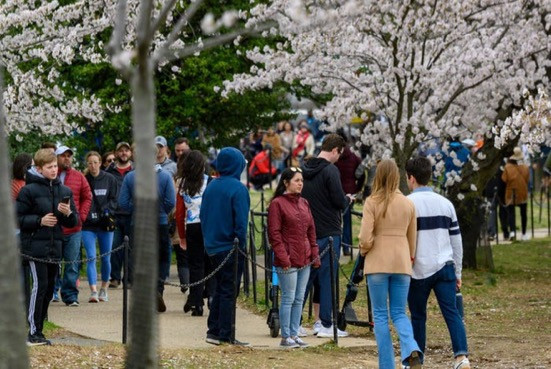 Hàng nghìn người đến công viên gần hồ Tidal Basin tại thủ đô Washington DC, Mỹ để ngắm hoa anh đào vào hai ngày 21/3 và 22/3. (Ảnh: Getty)