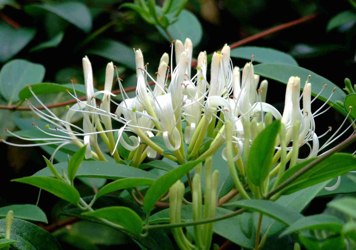 Kim ngân hoa (nguồn ảnh: internet) Kim ngân hoa (nguồn ảnh: internet)