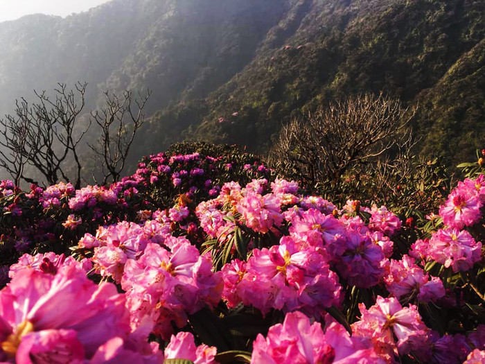 Từ giờ cho đến lúc đó, chúng ta vẫn còn thời gian để lên lịch cho một chuyến du hí bủng nổ ngay khi dịch bệnh chấm dứt. Điều quan trọng lúc này là hãy để vẻ đẹp của nữ hoàng đỗ quyên truyền cho bạn những năng lượng tích cực và cảm hứng để chờ đón thời khắc được cùng bạn bè, người yêu chinh phục cột mốc linh thiêng, đón chào ánh hào quang nơi núi ngàn mây trắng và đắm chìm trong thiên đường hoa tuyệt đẹp giữa đất trời.