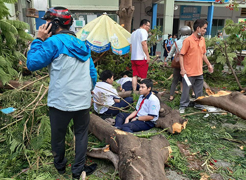 Hiện trường vụ cây phượng đổ bên trong trường Bạch Đằng sáng 26/5 (ảnh: P.H) Hiện trường vụ cây phượng đổ bên trong trường Bạch Đằng sáng 26/5 (ảnh: P.H)