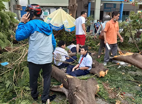 Hiện trường vụ cây phượng đổ bên trong trường Bạch Đằng sáng 26/5 (ảnh: P.H)