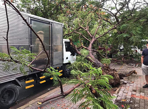 Cây phượng sát bên Trường Đại học Văn hóa bất ngờ bật gốc (ảnh: Cộng tác viên)