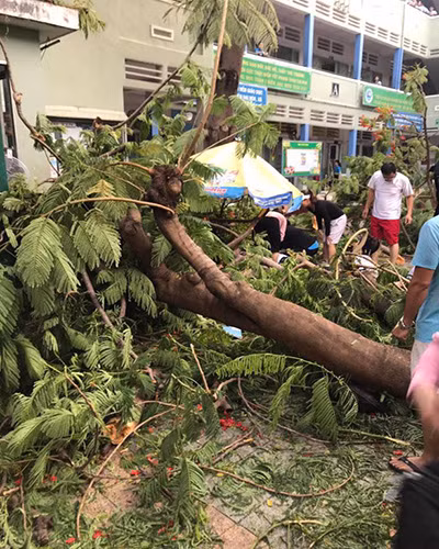 Hiện trường cây phượng ngã đổ ở trường Bạch Đằng sáng 26/5 (Ảnh: P.H)