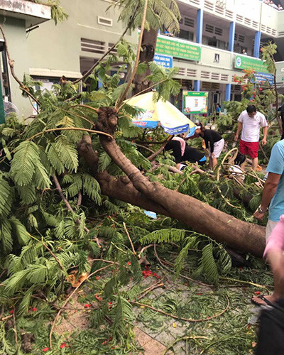 Cây phượng vĩ lâu đời trong sân trường bất ngờ bật ngốc (ảnh: P.H) Cây phượng vĩ lâu đời trong sân trường bất ngờ bật ngốc (ảnh: P.H)