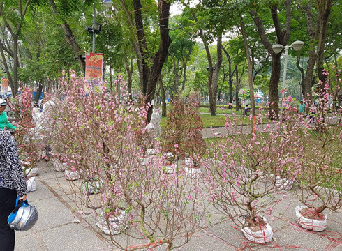 Chợ hoa tết trưa ngày 30 tết, đào miền Bắc vẫn còn rất nhiều (ảnh: P.L)