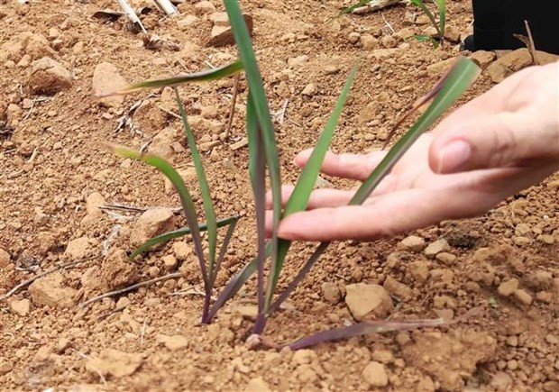 Những cây ngô được trồng ở xã Mã Ba, huyện Hà Quảng (Cao Bằng) không thể phát triển vì hạn hán, thời điểm cuối tháng Tư vừa qua. (Ảnh: Quốc Đạt/TTXVN) Những cây ngô được trồng ở xã Mã Ba, huyện Hà Quảng (Cao Bằng) không thể phát triển vì hạn hán, thời điểm cuối tháng Tư vừa qua. (Ảnh: Quốc Đạt/TTXVN)