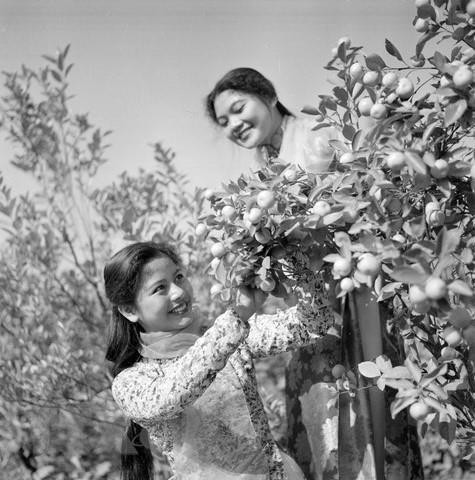 Cô gái Hà Nội tại làng hoa Nhật Tân, năm 1963. (Ảnh: TTXVN) Cô gái Hà Nội tại làng hoa Nhật Tân, năm 1963. (Ảnh: TTXVN)