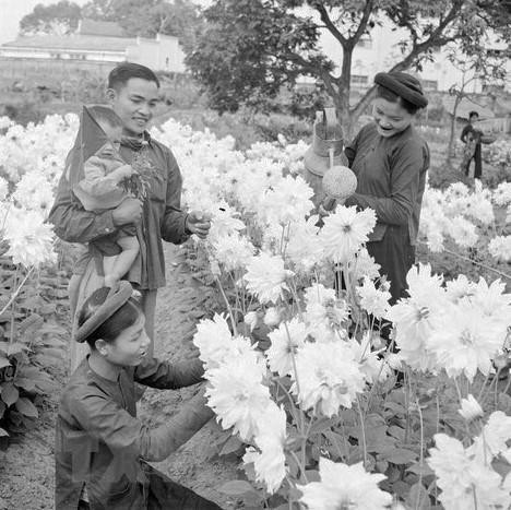 Nông dân làng Ngọc Hà chăm sóc hoa để chuẩn bị bán ra thị trường Tết. (Ảnh: TTXVN) Nông dân làng Ngọc Hà chăm sóc hoa để chuẩn bị bán ra thị trường Tết. (Ảnh: TTXVN)