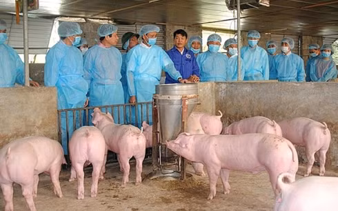 Thủ tướng trực tiếp kiểm tra công tác phòng chống dịch tả lợn Châu Phi ảnh 2