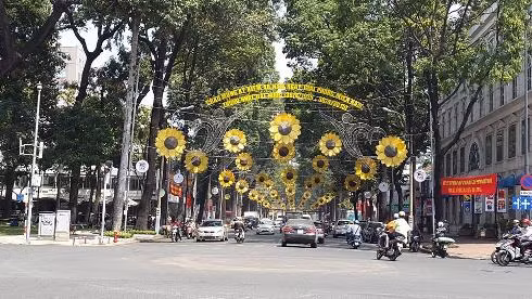 Đường Phạm Ngọc Thạch được tô điểm thêm nhiều bông mai mùa xuân (Ảnh: T.Q)