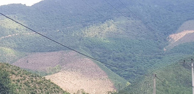 Độ che phủ của khu rừng này là bao nhiêu phần trăm? (Ảnh: Dantri.com.vn) Độ che phủ của khu rừng này là bao nhiêu phần trăm? (Ảnh: Dantri.com.vn)