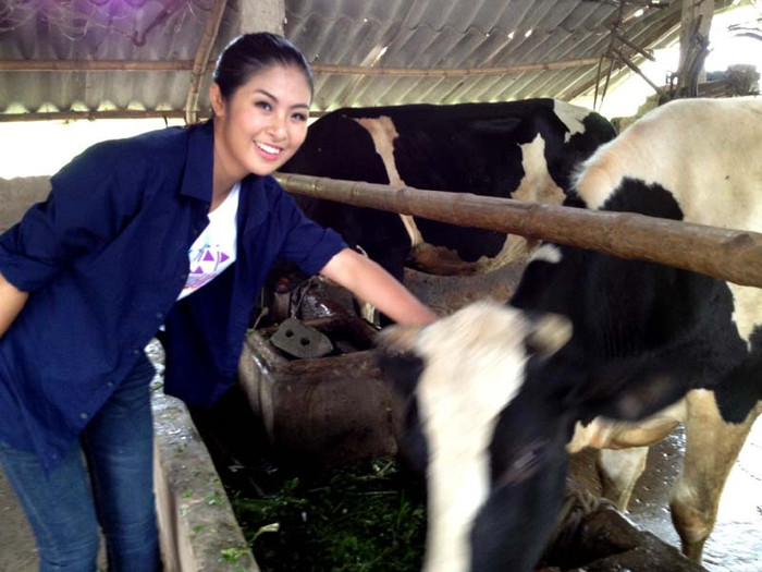 Thậm chí còn...tạo dáng bên các chú bò.