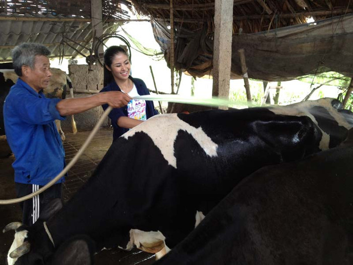 Tắm cho bò sữa.