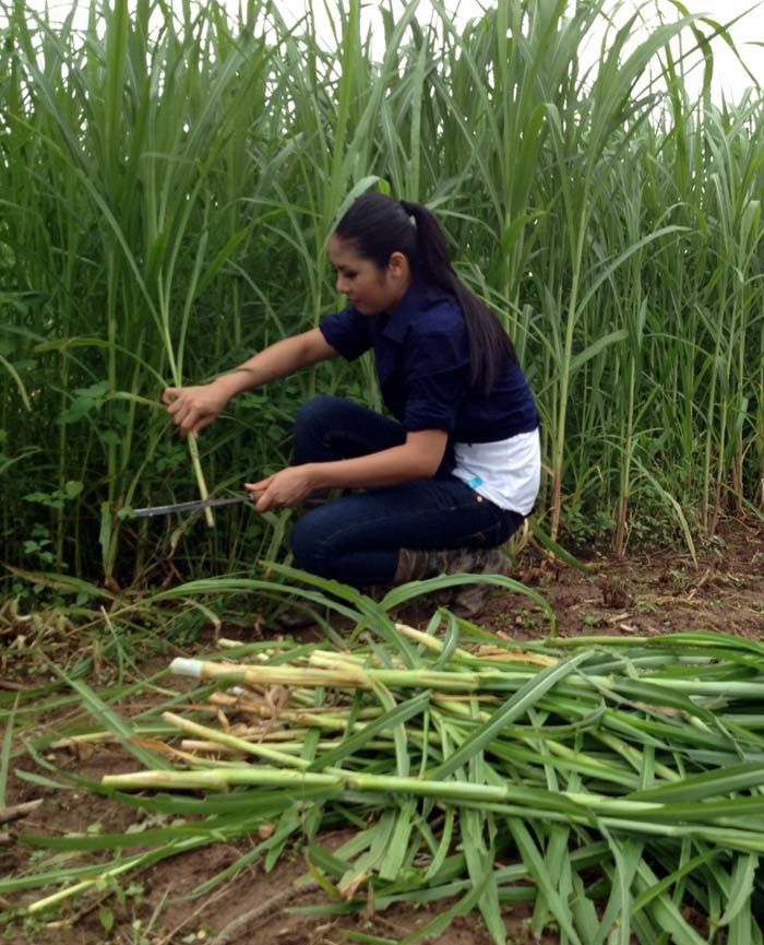 Tuy khá bỡ ngỡ với công việc của một người chăn nuôi, nhưng Hoa hậu đã có thêm nhiều trải nghiệm thú vị về công việc nhà nông.
