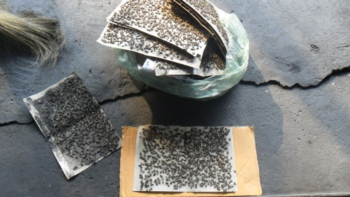 Những miếng keo bẫy ruồi đen kịt như bánh đa Những miếng keo bẫy ruồi đen kịt như bánh đa