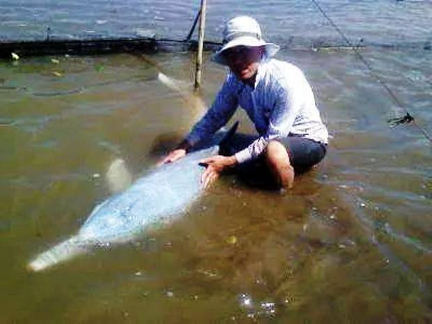 Anh Bằng đang chuẩn bị thả chú cá heo về biển