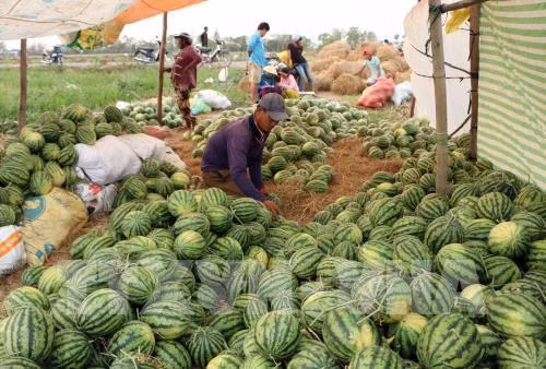 Nông sản Việt bao giờ hết... "giải cứu"? Ảnh: Trung Hiếu - TTXVN Nông sản Việt bao giờ hết... "giải cứu"? Ảnh: Trung Hiếu - TTXVN