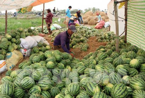 Nông sản Việt bao giờ hết... "giải cứu"? Ảnh: Trung Hiếu - TTXVN Nông sản Việt bao giờ hết... "giải cứu"? Ảnh: Trung Hiếu - TTXVN