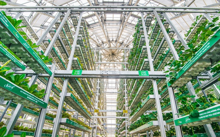 Công nghệ canh tác giá thể nhiều tầng Skygreen (Singapore) tại nông trường VinEco Nam Hội An Công nghệ canh tác giá thể nhiều tầng Skygreen (Singapore) tại nông trường VinEco Nam Hội An