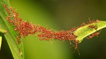 Kiến thợ bắc cầu (ảnh chưa rõ tác giả) Kiến thợ bắc cầu (ảnh chưa rõ tác giả)