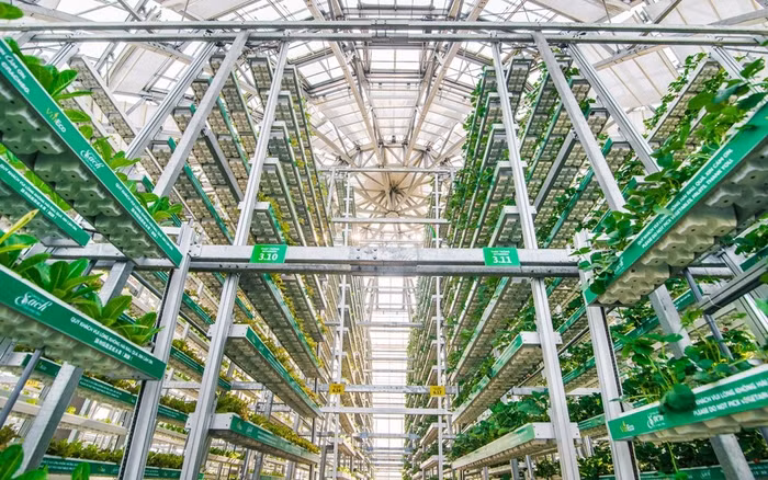 Công nghệ canh tác giá thể nhiều tầng Skygreen (Singapore) tại nông trường VinEco Nam Hội An