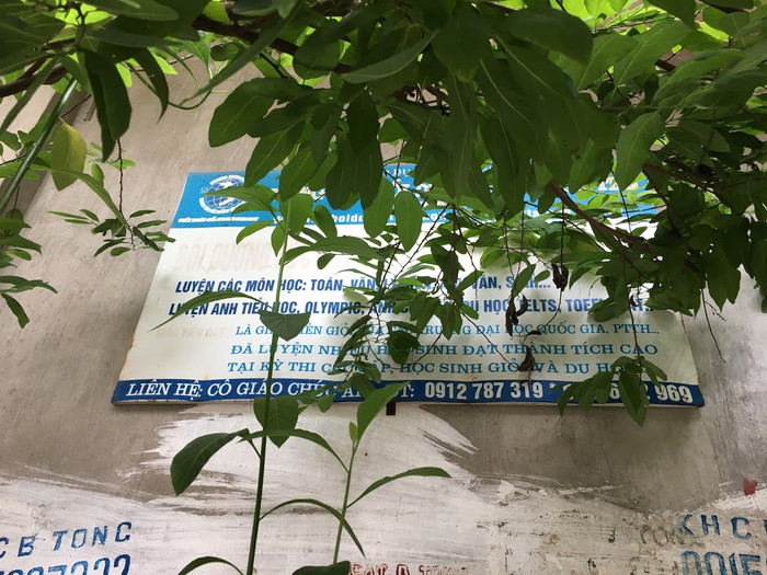 Địa điểm tổ chức dạy thêm tại số 12 ngách 5/2 phố Hoàng Tích Trí có một bảng biển trung tâm bôi dưỡng văn hóa sau bụi cây. Ảnh: V.P. Địa điểm tổ chức dạy thêm tại số 12 ngách 5/2 phố Hoàng Tích Trí có một bảng biển trung tâm bôi dưỡng văn hóa sau bụi cây. Ảnh: V.P.