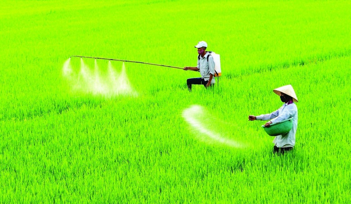 Bất cập của Luật 71 khiến giá phân bón tăng lên đáng kể so với trước đó. Hinh 1.jpg