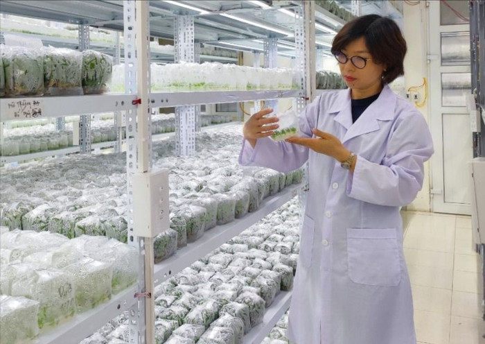 Tiến sĩ Hoàng Thị Giang, Cố vấn khoa học của Công ty cổ phần Giống cây trồng và dược liệu IVP. Ảnh: NVCC b74f9d17d0f772a92be6.jpg