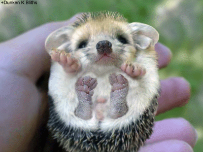 Nhím con đáng yêu. Nhím con đáng yêu.