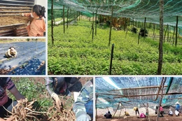 Đồng bào dân tộc thiểu số Xơ Đăng cải thiện đời sống nhờ chuyển từ trồng cây mỳ sang sâm dây