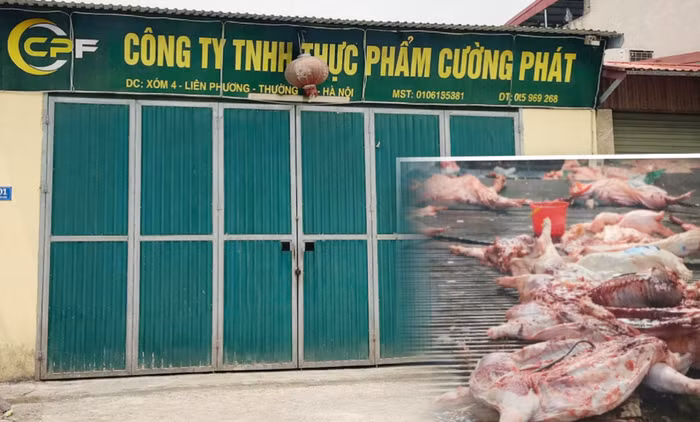 cuong-phat-1.png