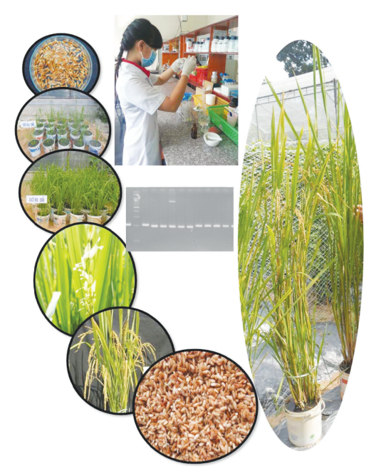 Một nghiên cứu của Trường Đại học Nông Lâm Thành phố Hồ Chí Minh. Ảnh website nhà trường.