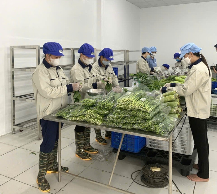 Quy trình sơ chế, đóng gói rau được kiểm soát bằng phần mềm quản lý, giúp theo dõi chất lượng và truy xuất nguồn gốc dễ dàng. Ảnh: NVCC. rau-5.jpg