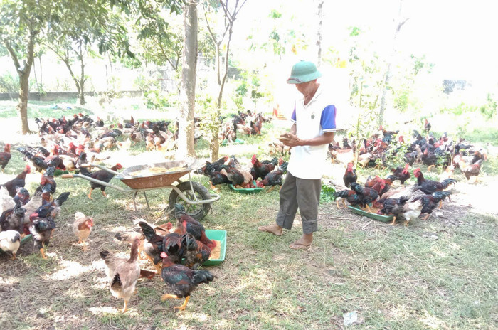 Ứng dụng chuyển đổi số giúp Hợp tác xã Chăn nuôi và Tiêu thụ Gà đồi Ba Vì dễ dàng kiểm tra thông tin trong quá trình chăn nuôi. Ảnh: Hợp tác xã cung cấp. ga-8448.jpg