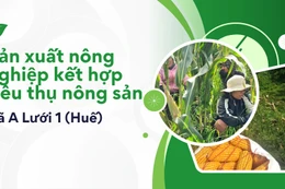 Mở lối sản xuất nông nghiệp gắn với đầu ra, cải thiện đời sống bà con tại xã A Lưới 1